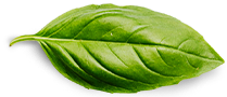 Hakkımızda Basil Leaf